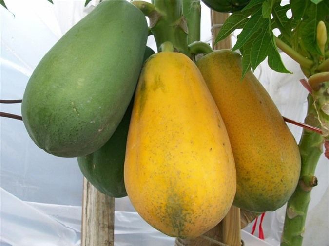 Phân biệt hoa quả ngâm hóa chất: cam vỏ sần, chuối có đốm nâu mới ngon