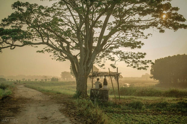 Ngoài cây cô đơn trong Mắt Biếc, ở Đà Lạt Hà Giang cũng có phiên bản