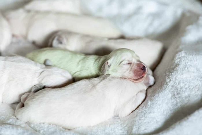 Chú cún con sơ sinh màu xanh lá, CĐM: Chắc là chó mẹ thích ăn matcha