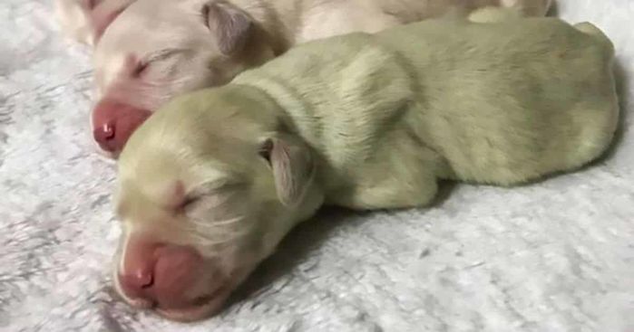 Chú cún con sơ sinh màu xanh lá, CĐM: Chắc là chó mẹ thích ăn matcha