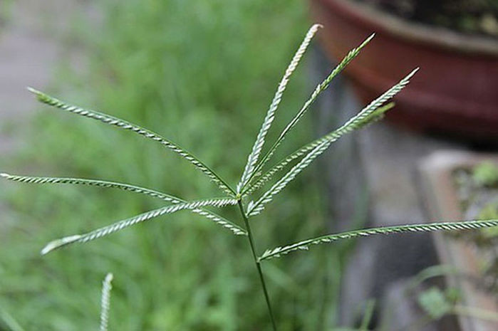 Chữa dứt bệnh trĩ, tóc bạc sớm, cao huyết áo… chỉ với nắm cỏ mần trầu