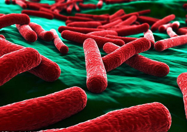 ĐH Aston: Vi khuẩn E. coli gây nhiễm trùng bám trên đồ trang điểm