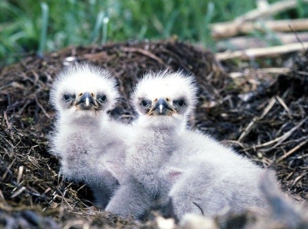Loài chim cũng dậy thì thành công: từ bé tí nhem nhuốc đến lúc trổ mã