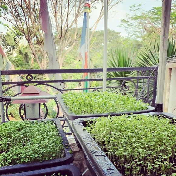 Minh Nhựa và loạt sao Việt giàu có vẫn tự trồng rau để dùng