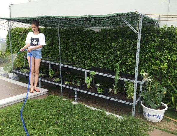 Minh Nhựa và loạt sao Việt giàu có vẫn tự trồng rau để dùng