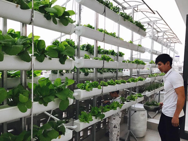 Minh Nhựa và loạt sao Việt giàu có vẫn tự trồng rau để dùng
