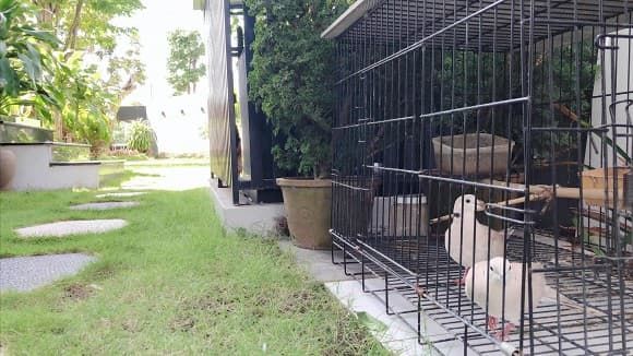 Quốc Trường hé lộ những góc an nhiên trong khuôn viên biệt thự 25 tỷ
