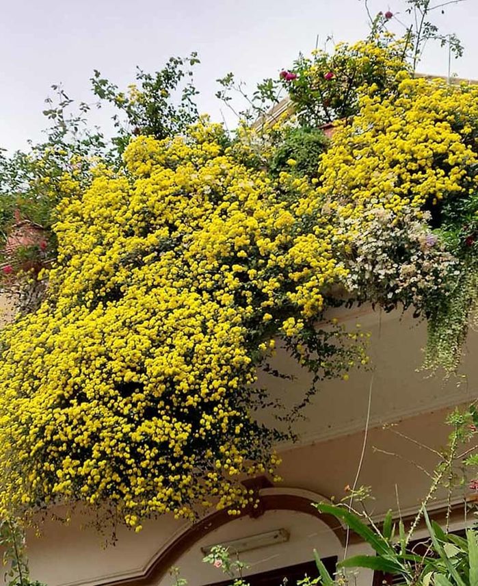Rộ mốt chơi cúc rủ dịp cận Tết: Hàng vạn bông vàng rực rỡ phủ kín vườn