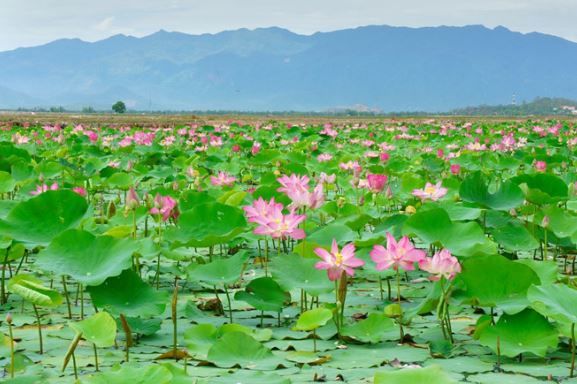 Đi khắp VN: Tháng 11 Hà Giang tam giác mạch, tháng 4 Quy Nhơn vẫy gọi