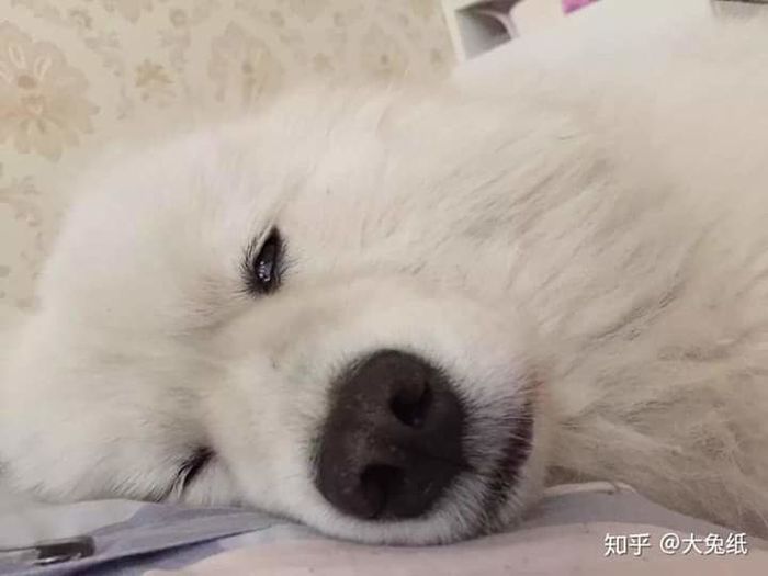 Chú cún dở chứng lười biếng bắt cô chủ phải cõng cả đoạn đường leo núi