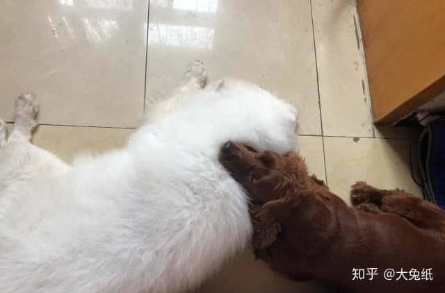 Chú cún dở chứng lười biếng bắt cô chủ phải cõng cả đoạn đường leo núi