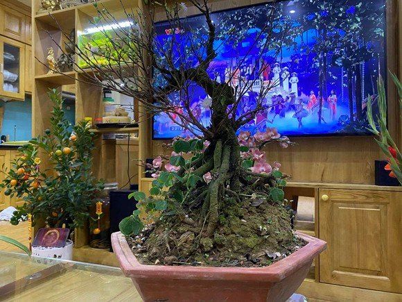 Bắc Đẩu Công Lý khoe ảnh về không gian sống hoành tráng đáng mơ ước
