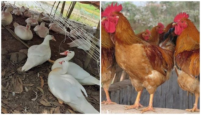 Nhận bán hoa quả, gà quê,... vật phẩm kiếm bội tiền ngoài lương chính