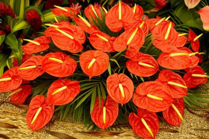BS BV Da liễu: Trưng hoa Tết có thể gây dị ứng, khó thở, viêm da