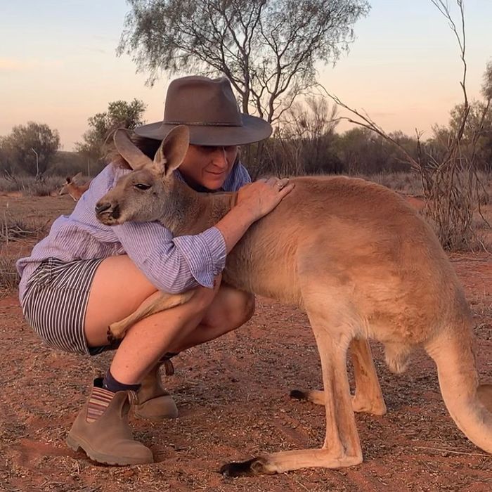 Cô kangaroo được giải cứu, mỗi ngày đều ôm tình nguyện viên để cảm ơn