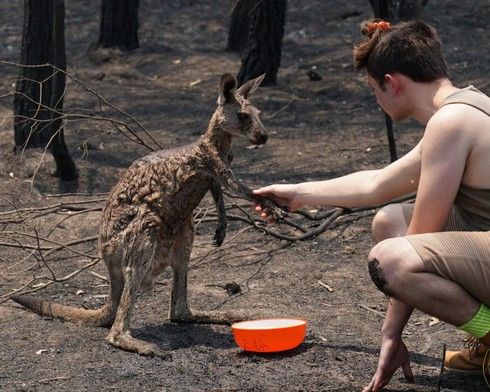 Cô kangaroo được giải cứu, mỗi ngày đều ôm tình nguyện viên để cảm ơn