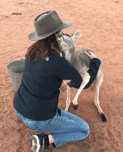 Cô kangaroo được giải cứu, mỗi ngày đều ôm tình nguyện viên để cảm ơn