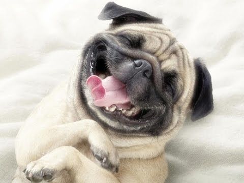 Cười bò ảnh cún Pug chụp X quang: Lúc đi hết mình, nhìn hình hết hồn