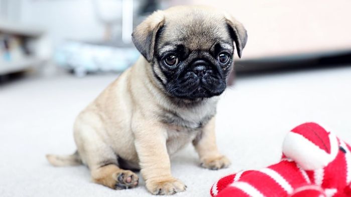 Cười bò ảnh cún Pug chụp X quang: Lúc đi hết mình, nhìn hình hết hồn