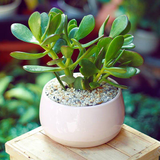 Cuối năm dọn dẹp nhà cửa: chú ý điều này để giúp chiêu tài hút lộc