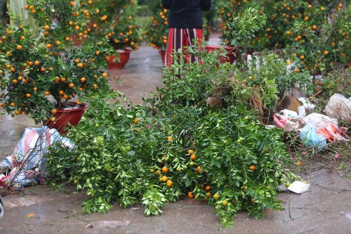Đào quất chơi Tết bị vứt bỏ, nhân viên môi trường căng sức dọn dẹp