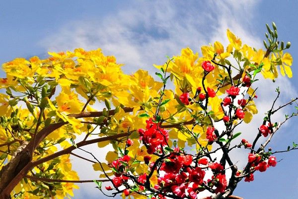 Khác biệt tết 2 miền: miền Bắc phải có chuối, miền Nam sợ chúi