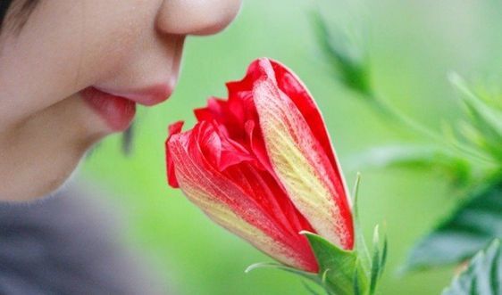 BS BV Da liễu: Trưng hoa Tết có thể gây dị ứng, khó thở, viêm da