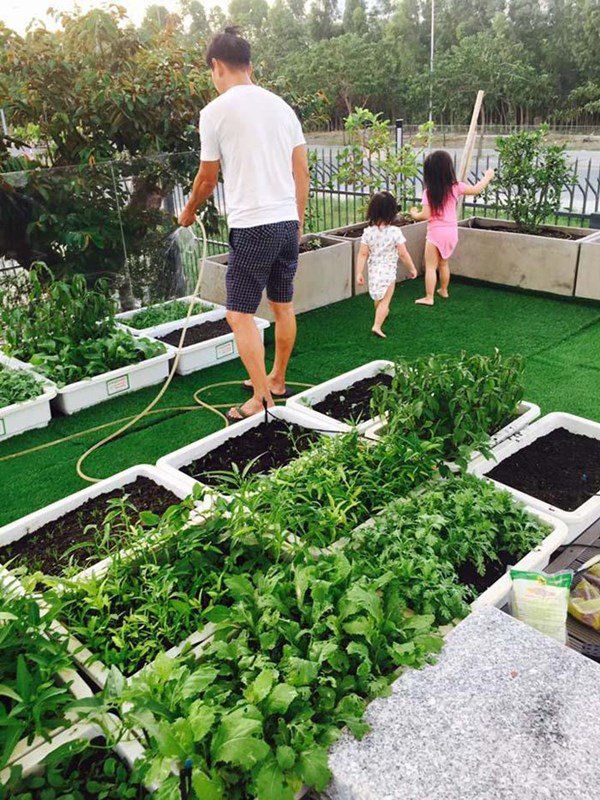 Vườn rau sạch của các sao Việt: Lý Hải, Thủy Tiên ươm đầy rau xanh
