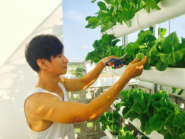 Vườn rau sạch của các sao Việt: Lý Hải, Thủy Tiên ươm đầy rau xanh