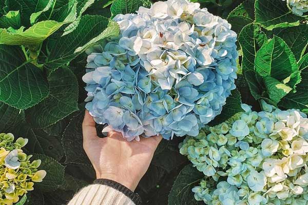 BS BV Da liễu: Trưng hoa Tết có thể gây dị ứng, khó thở, viêm da