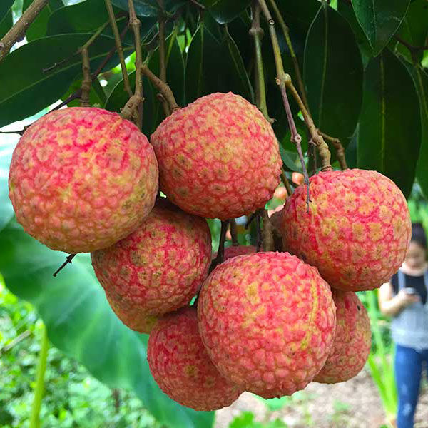 10 loại trái cây giàu Vitamin C, tăng miễn dịch: Quả me rừng xếp nhất