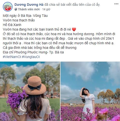 Dân mạng hào hứng check - in vườn hoa thạch thảo tại Bà Rịa - Vũng Tàu