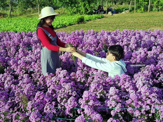 Dân mạng hào hứng check - in vườn hoa thạch thảo tại Bà Rịa - Vũng Tàu