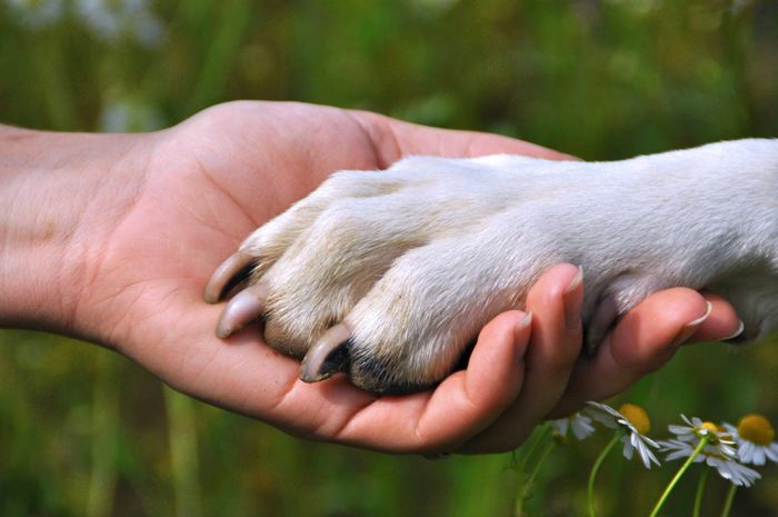Cảm động chú chó bơi hơn 11 tiếng đồng hồ để tìm người cứu chủ