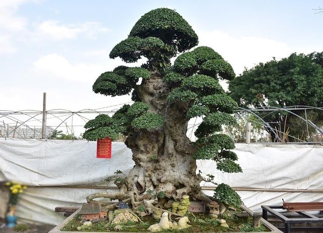 Chịu chi mua cây duối với giá 10 tỷ đồng nhưng chủ nhân không bán