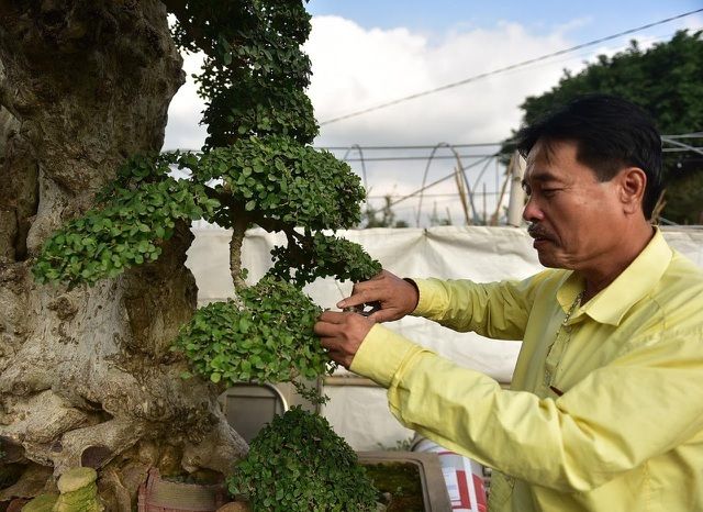 Chịu chi mua cây duối với giá 10 tỷ đồng nhưng chủ nhân không bán