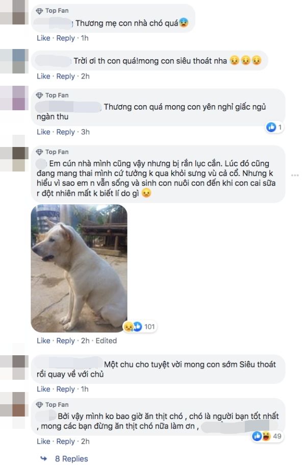 Chó mẹ mang bầu xả thân cứu chủ khỏi rắn độc để rồi không qua khỏi