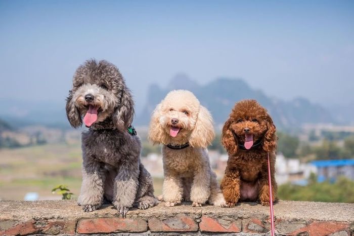 Hình ảnh bộ ba đáng yêu đứng chịu phạt cùng nhau gây “bão” MXH