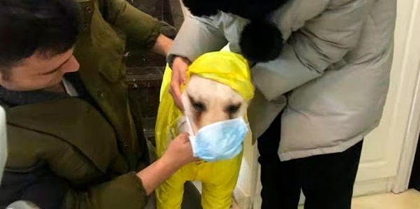Hồng Kông: Phát hiện chú chó bị nghi lây nhiễm virus Corona