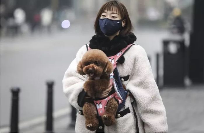 Hồng Kông: Phát hiện chú chó bị nghi lây nhiễm virus Corona