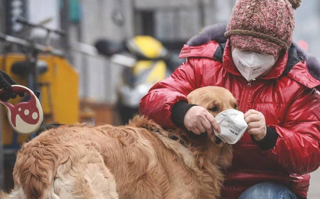 Hồng Kông: Phát hiện chú chó bị nghi lây nhiễm virus Corona