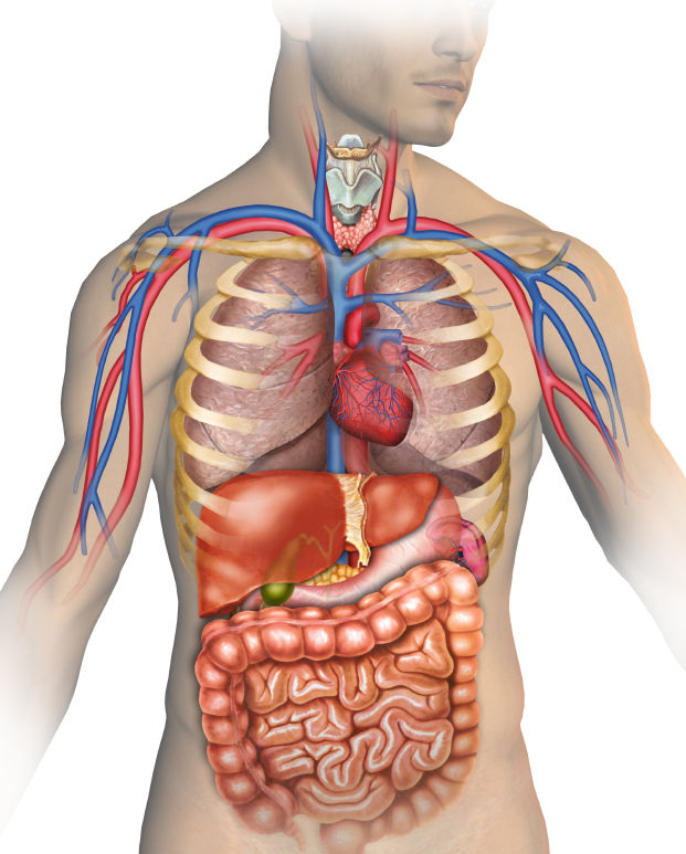 Besthealthmag: Thở bằng miệng gây biến dạng ở mặt và giảm sức đề kháng