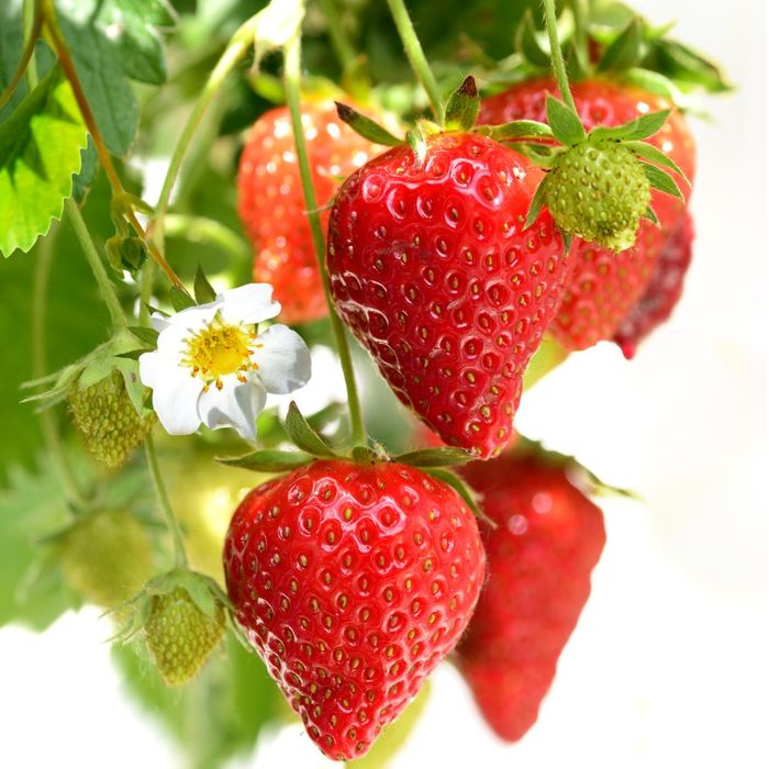 ThS Trần Quang Phong chỉ ra 16 loại rau củ quả nhiều vitamin C hơn cam