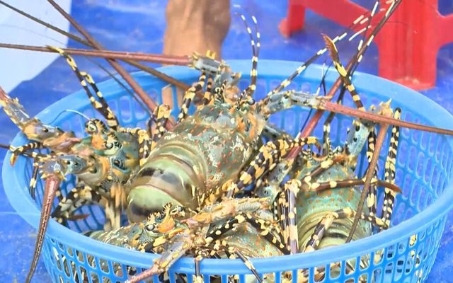 Tôm hùm, cua hoàng đế lao dốc: Rẻ nhất chỉ còn 500 ngàn đồng/kg