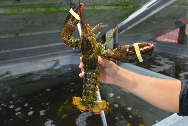 Tôm hùm, cua hoàng đế lao dốc: Rẻ nhất chỉ còn 500 ngàn đồng/kg