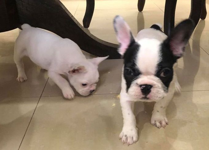 Sao Việt cùng thú vui cực chất: Chăm thú cưng hệt như bố mẹ chăm con