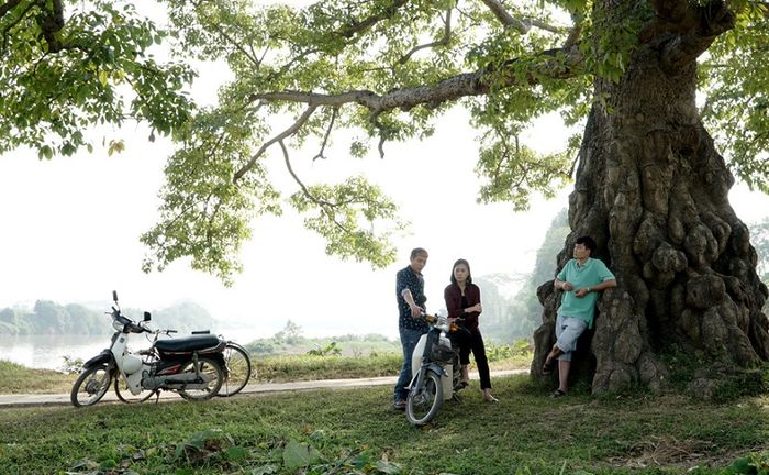 Cây gạo Cô Gái Nhà Người Ta bị khách du lịch tàn phá đến xác xơ