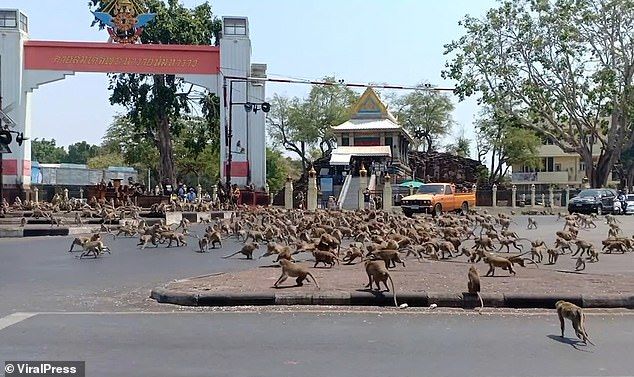 Thái Lan: Khỉ đói tấn công thị trấn vắng vẻ vì Covid-19