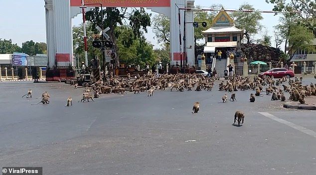 Thái Lan: Khỉ đói tấn công thị trấn vắng vẻ vì Covid-19