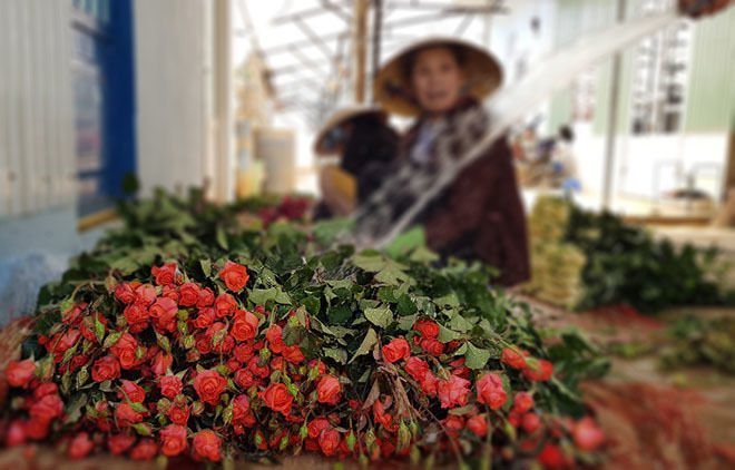 Chợ hoa lớn nhất TP.HCM điêu đứng vì giá bông rớt thê thảm